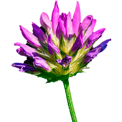 Bakuchiol / Бакучиол (Бакучиоил)  