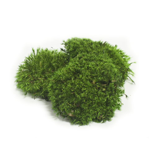 Гидролат Мха  